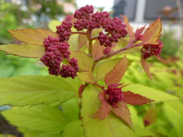 シモツケの写真 by くうねるあそぶ シモツケ・マジックカーペット。 花こちらは綿菓子