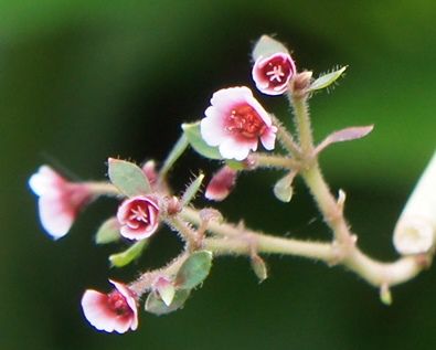 ユーフォルビア（多肉植物）の写真 by よっこら 2021/5/15 ユーホルビアさくらこ開花