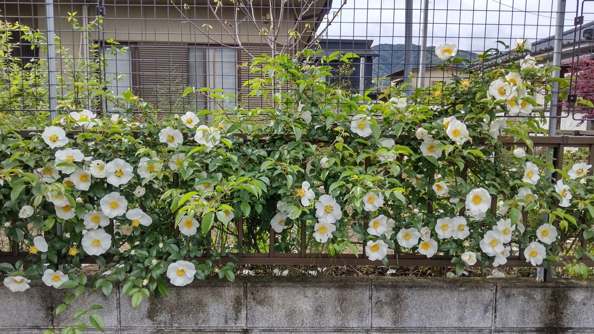 つるバラ白一重 21 04 のアルバム みんなの趣味の園芸