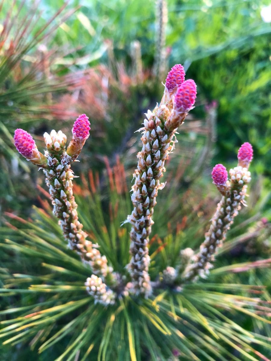 松の花 どうやらピンクの部分が雌花ら 21年 お出かけ先で出会った植物 のアルバム みんなの趣味の園芸