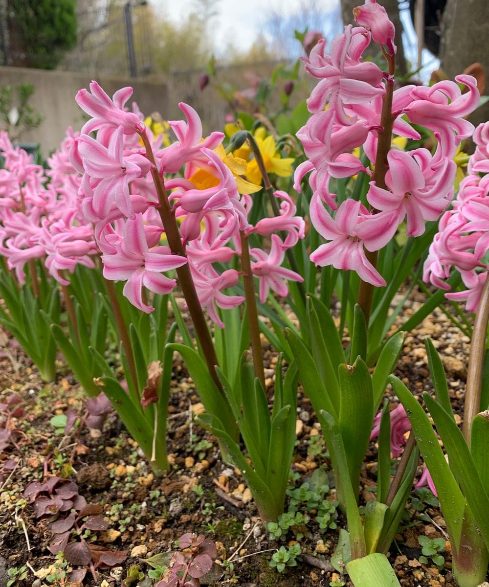 ヒアシンス（ヒヤシンス）の写真 by アオサギ 3/16撮影  植えっぱなしのヒヤシンス。 