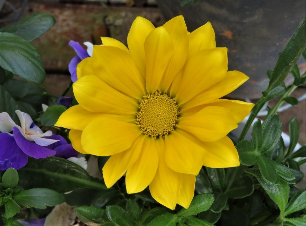 🌻再び咲き開いた🌼カザニアガズーの花...🔶黄色いカラーバリエーション豊富ことが魅力的