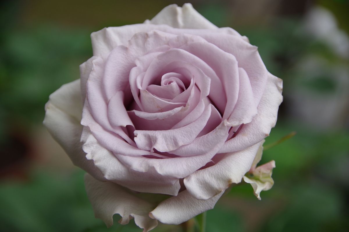 バラ（ブッシュ･ローズ）の写真 by みそスープ シルバーミスト 切り薔薇なので、これ