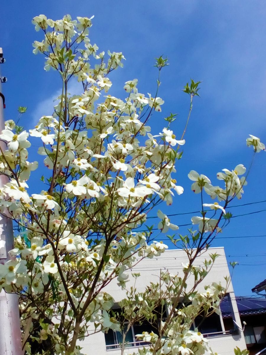 住宅街の道沿いに咲く白い ハナミズキ 様々な場所で見かける ハナミズキ のアルバム みんなの趣味の園芸