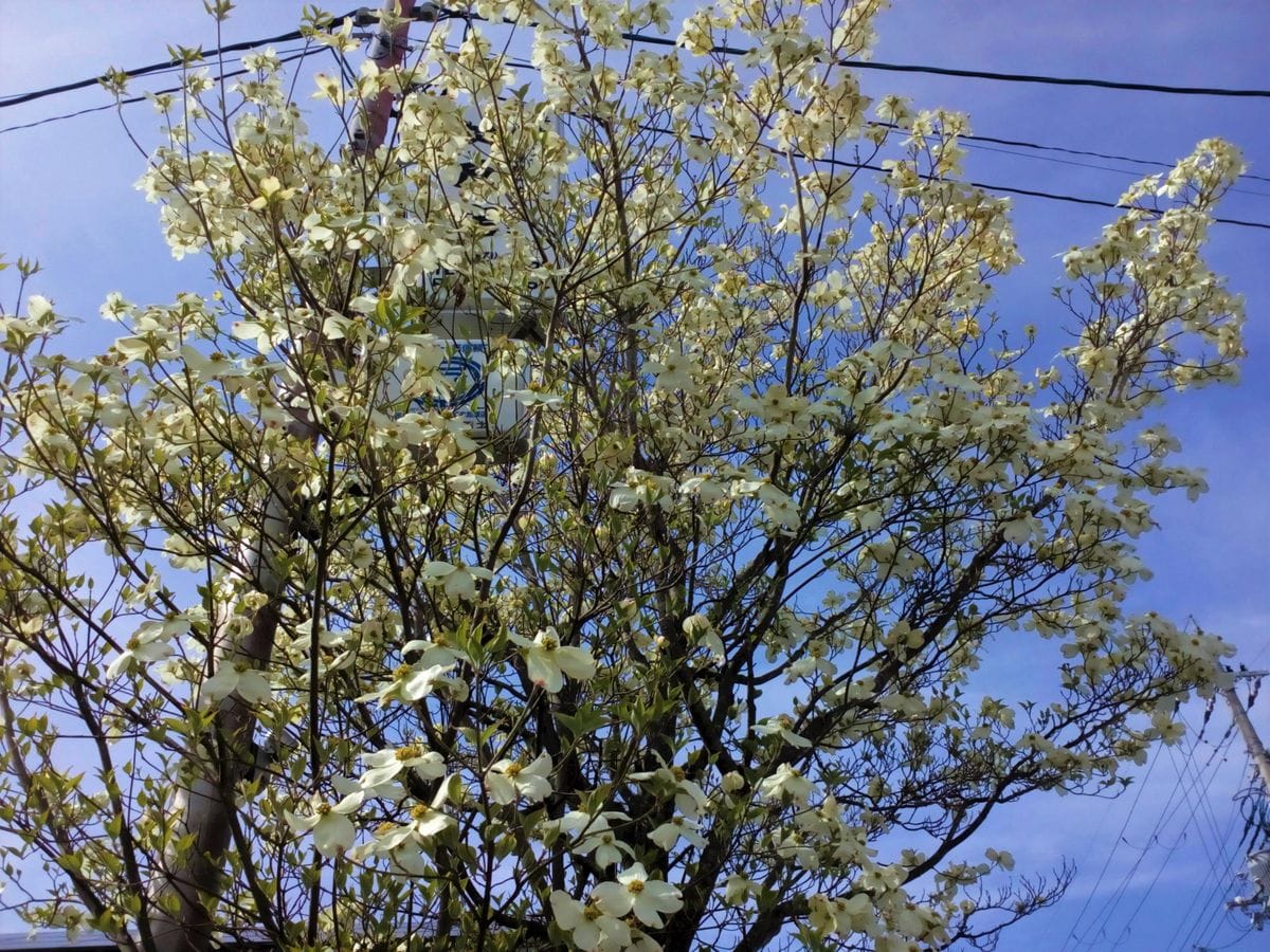 ハナミズキの写真 by トム・マグノリア 住宅街の道沿いに咲く白い『ハナミズキ』😄  花