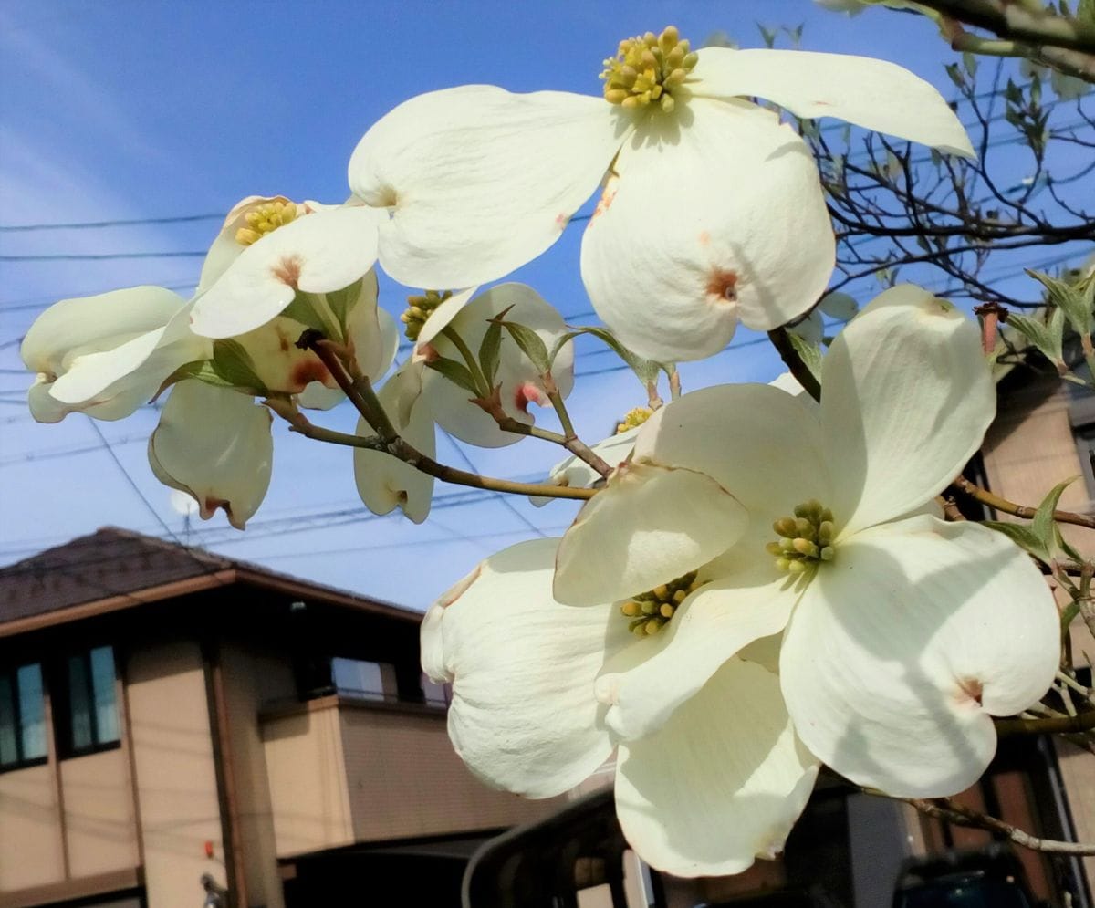 ハナミズキの写真 by トム・マグノリア 住宅街の道沿いに咲く白い『ハナミズキ』😄  花