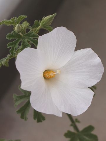 2013/6/28 ブルーハイビスカス Alyogyne huegelii