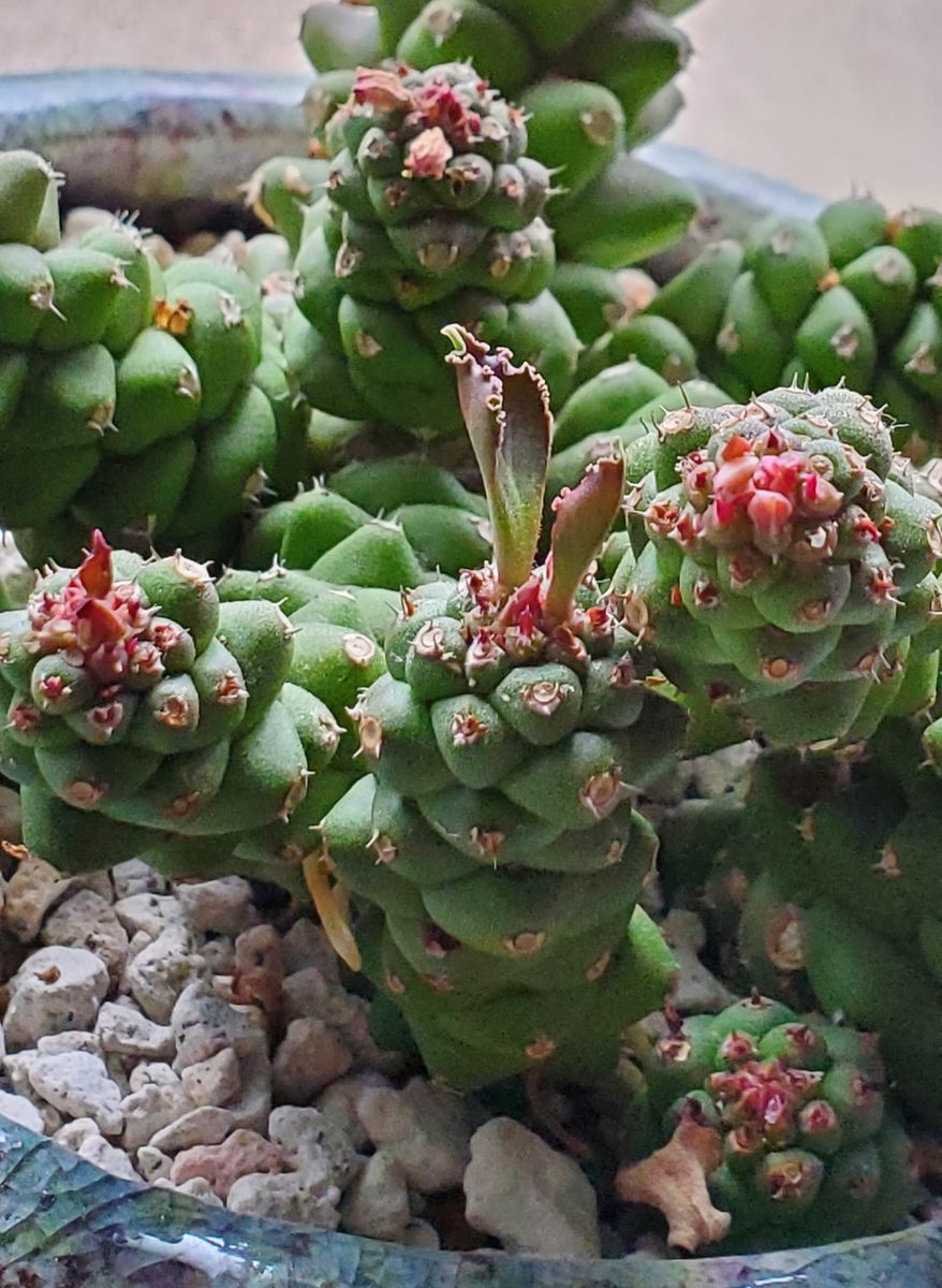 モナデニウム・リチェイの葉、縁がくるくる🌀 新芽はピンク、可愛いなぁ🤗