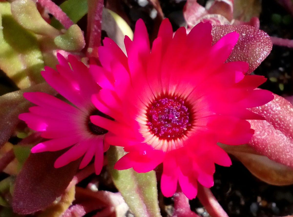 リビングストンデージーの写真 by トム・マグノリア 駐車場横の花壇に咲いていた『リ