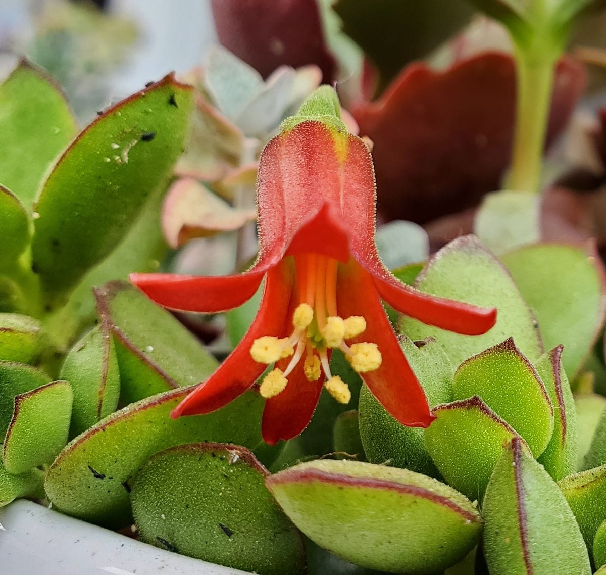 ゴルビュー(花かんざし)、やっと咲きました😊