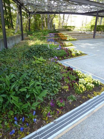 玄関アプローチを抜けた所の花壇。 ホスタも植わっている。