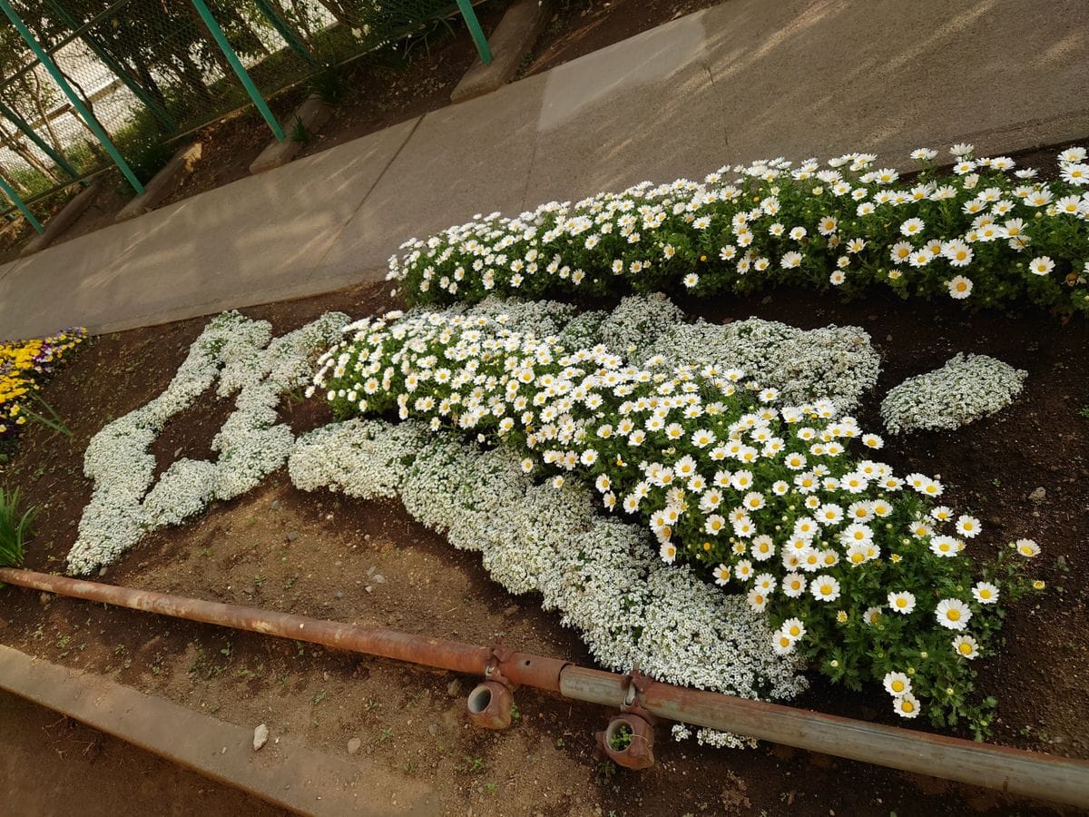 娘が去年植えた学校の花壇😊 ノースポールとアリッサムの流れ星🌠 （3月に撮った📷もので