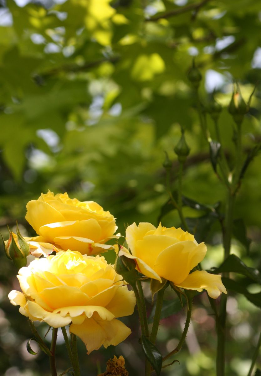 2021年5月10日 品種名不明 横浜イングリッシュガーデンにて 淡い黄色のバラは見ている