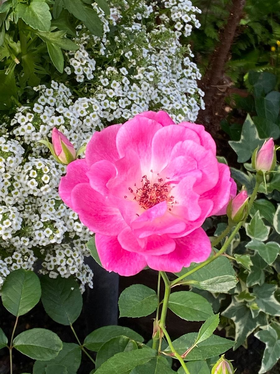 ばら ピンクアイスバーグお迎えし 我が家のバラ ２０２１ のアルバム みんなの趣味の園芸