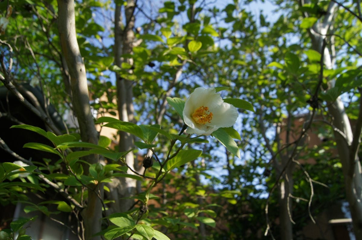 ナツツバキの写真 by 森の妖精 🏠今週の爽やかさん・・🌼🍃🌳 お花もそろそろ終わりです。