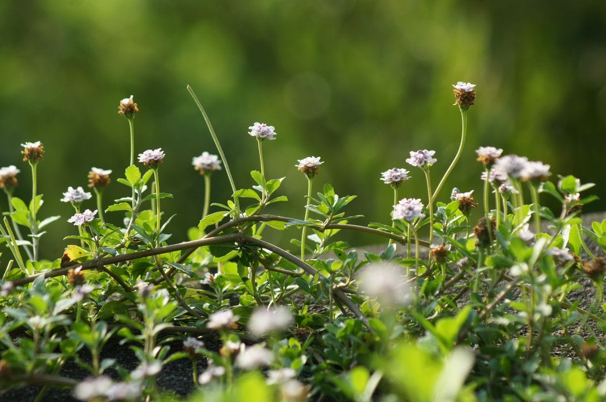 ヒメイワダレソウ（リッピア）の写真 by 森の妖精 🏠昨日の朝陽があたる庭から・・🌼🌳早