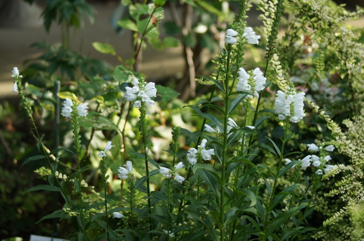 🏠昨日の朝陽があたる庭から・・🌼🌳早朝５時半📸