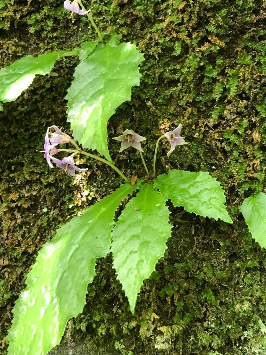 イワタバコの写真 by サーター 苔生した岩肌にイワタバコの花が咲いていました。ゆっ