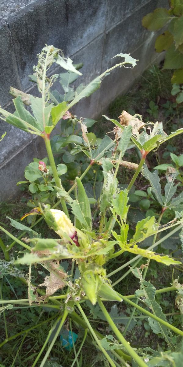 オクラ こんなに葉っぱが虫に食われているのに、がんばって花も実もつけているオクラ