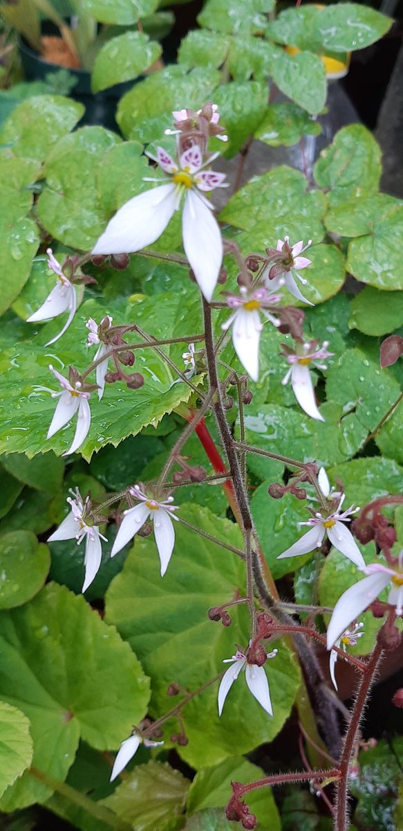 ユキノシタ  花真っ盛り