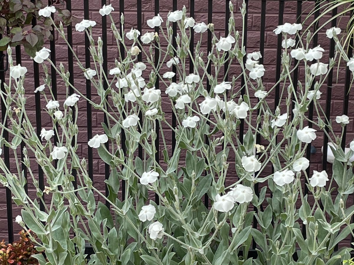 リクニス  プランターに3年そのままですが、去年以上に咲いてくれました😊 この花が咲