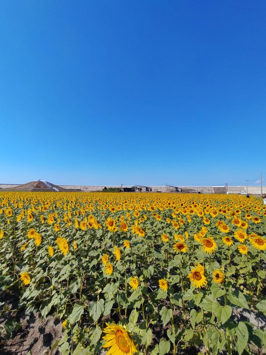 ヒマワリの写真 by さくママ 柳川ひまわり園🌻 今の時期にこんなに咲いてました😃 干拓