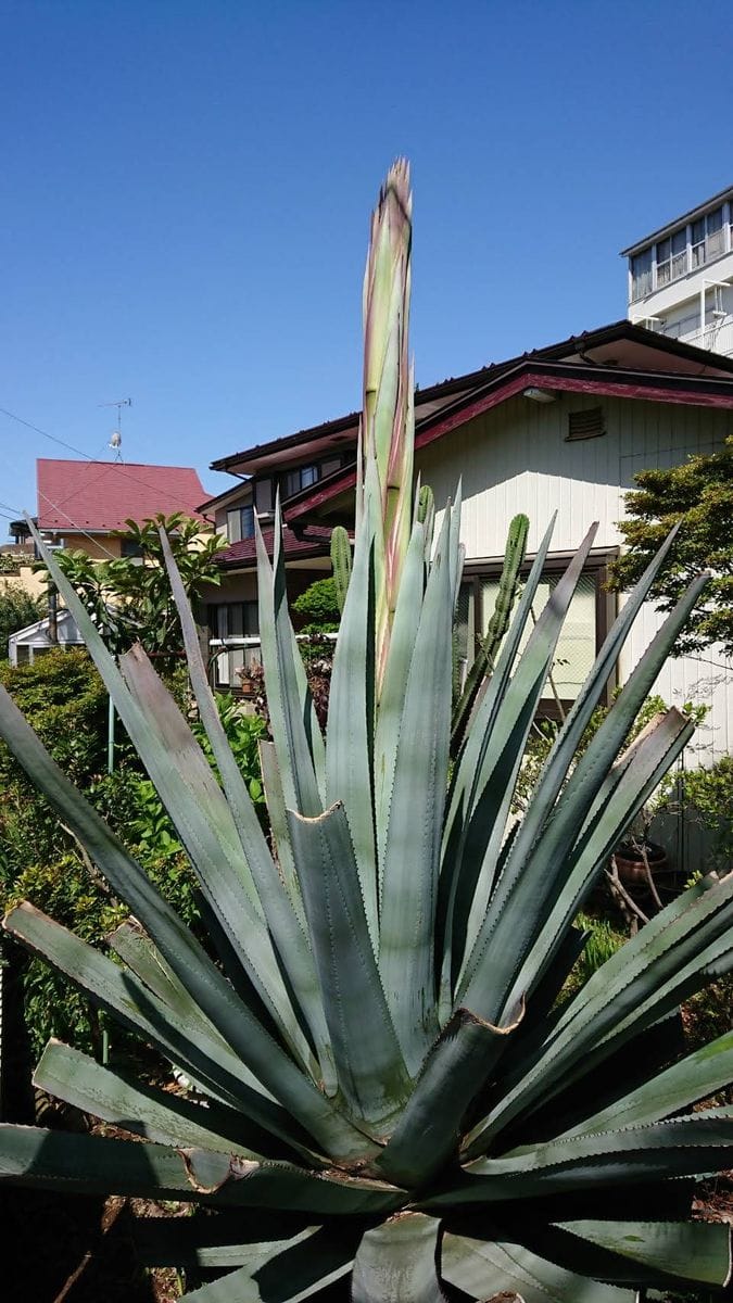 2021年４月３０日  花芽を見つけてから4日後に脅威の成長！ なんと１メートルも伸びて