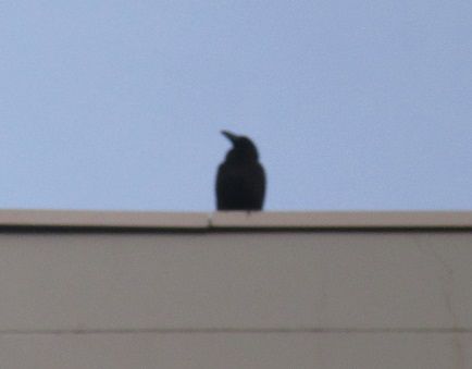 カラスの太郎です。写真撮影に成功しました。