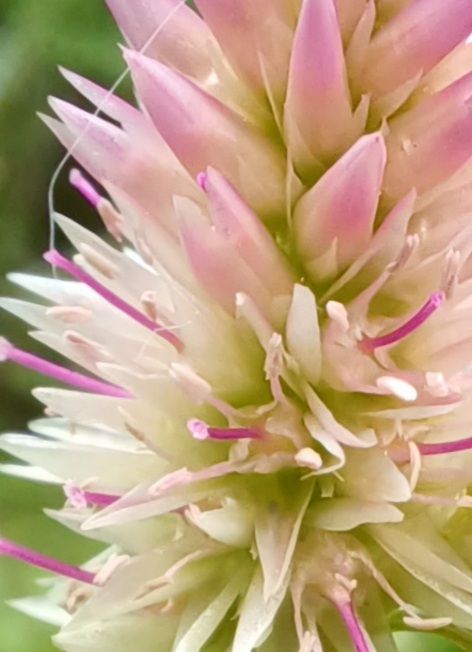 ケイトウ  ピンクの花拡大してみました🎵 日記にも投稿です。  スミマセン猫の毛が写り