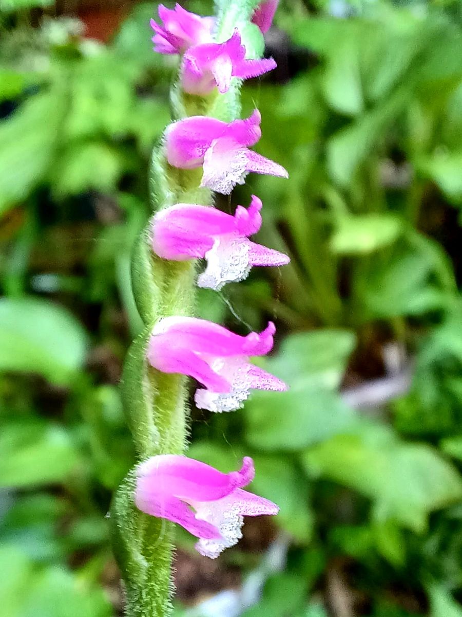 ネジバナの写真 by にほんまつ ネジバナ  鉢植えのネジバナが今年も咲いてくれました