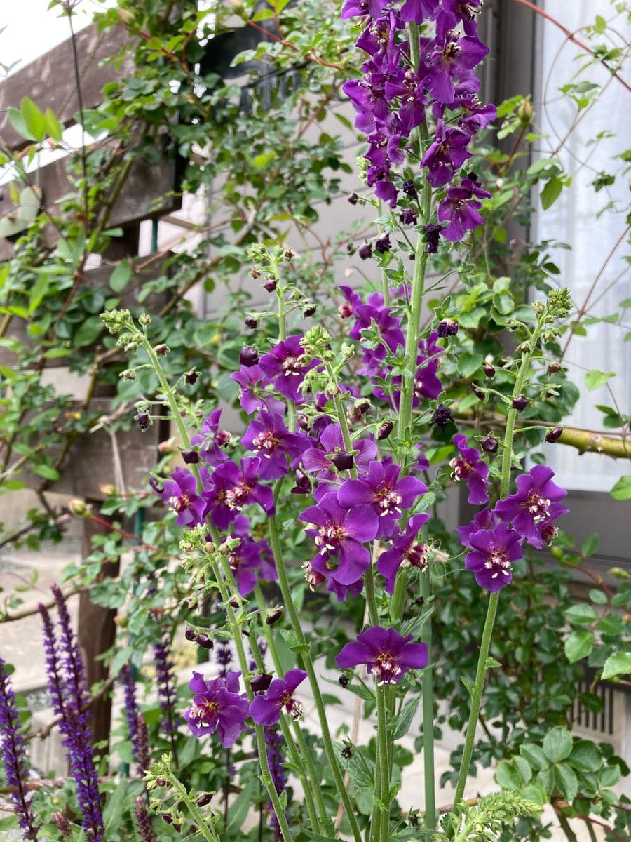 バーバスカム パープルムレイン ゴマノハグサ科 宿根草  はじめてお迎えした花