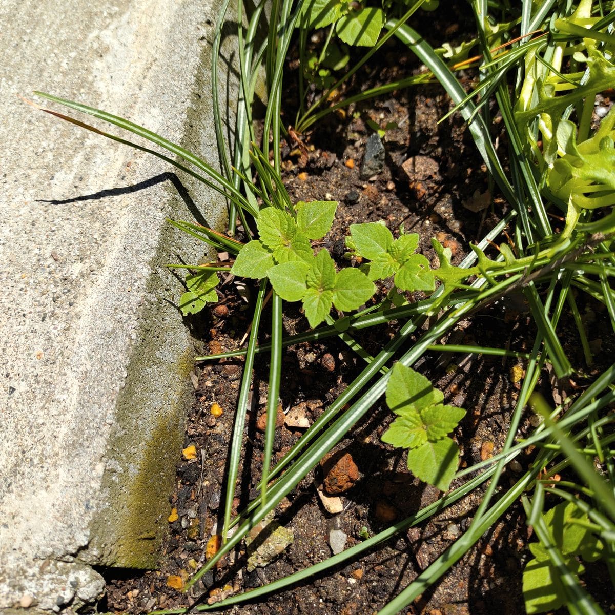 〈シソ〉 去年実家から根っこごともらって植えてた青ジソが、枯れたんですけど種から