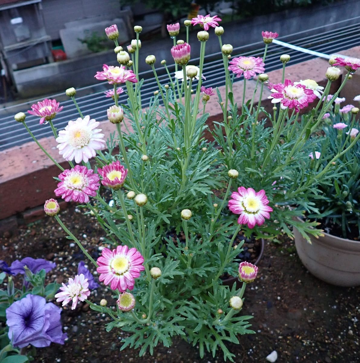 マーガレット ダブルレッド。 買ってから初めて満開になりつつある。でも花がノースポ