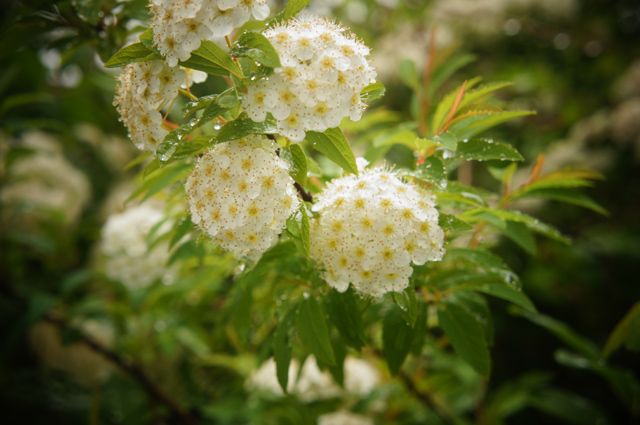 コデマリの写真 by ことだま 「コデマリ①」 雨の公園にて