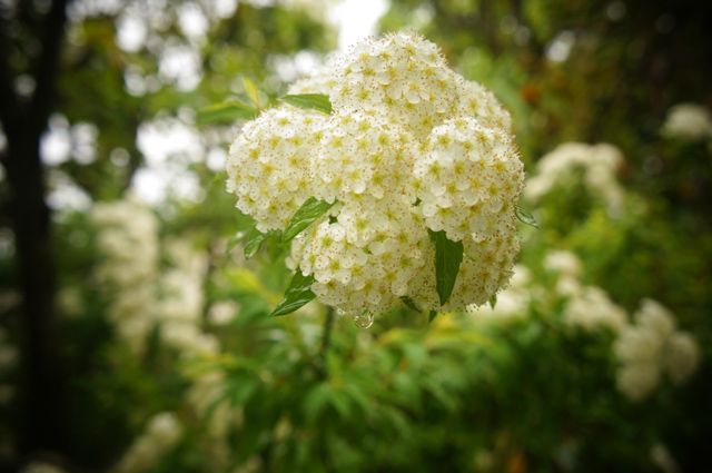 コデマリの写真 by ことだま 「コデマリ②」 雨の公園にて