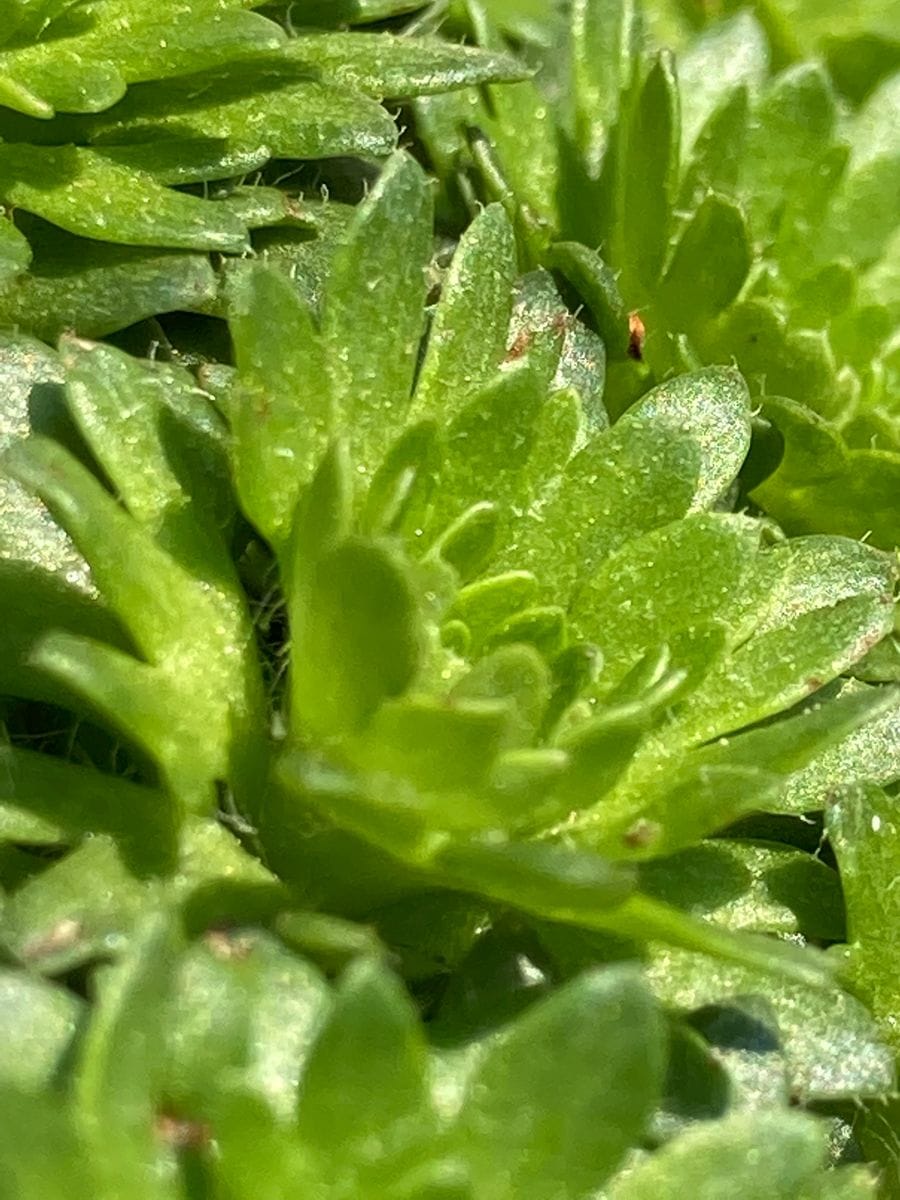 雲間草の写真 by masaさん 雲間草 美しい芽🌱です‼︎  #Saxifraga Mossy Group