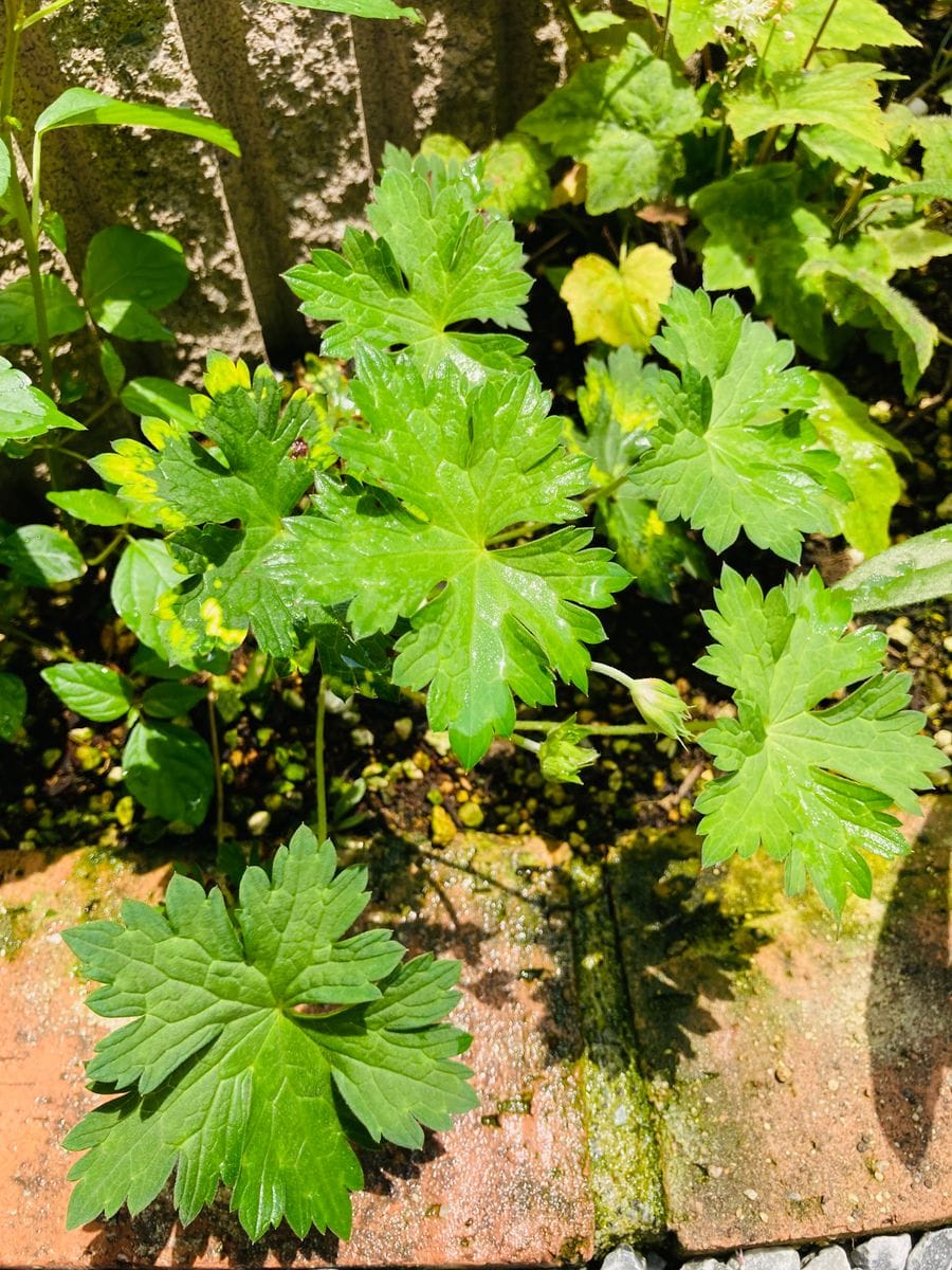 ゲラニウム・ロザンネイ 根伏せから順調に育ってきました‼︎  #Geranium