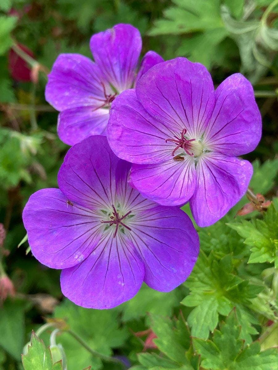 ゲラニウム（高山性）の写真 by masaさん ゲラニウム・ロザンネイ  #Geranium