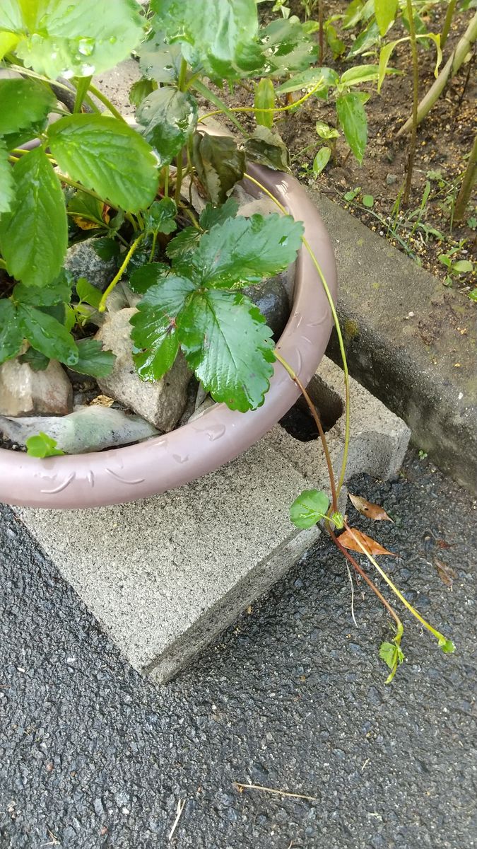 イチゴの写真 by とときち 苺のランナーが出て来ています🌱