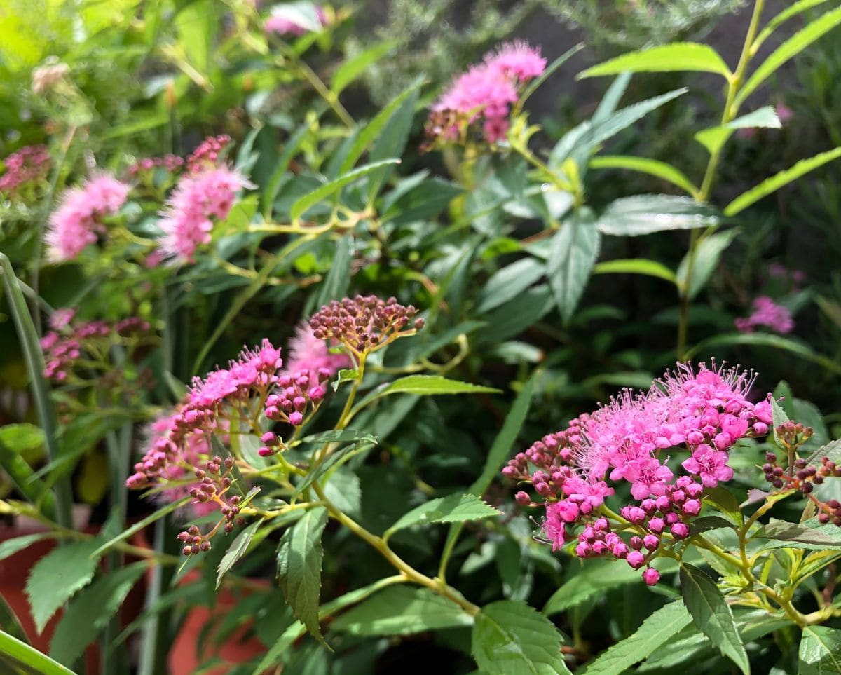 シモツケの花が咲いてます。 地味ですがちょっと花入にさすと、とっても可愛いんだな