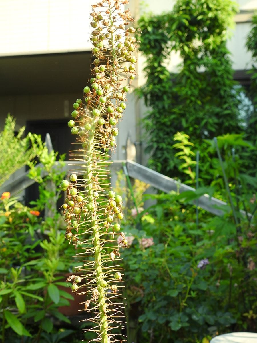 下から種が出来てきました。 株のために花柄を切っていきます。 長い間花を楽しませて