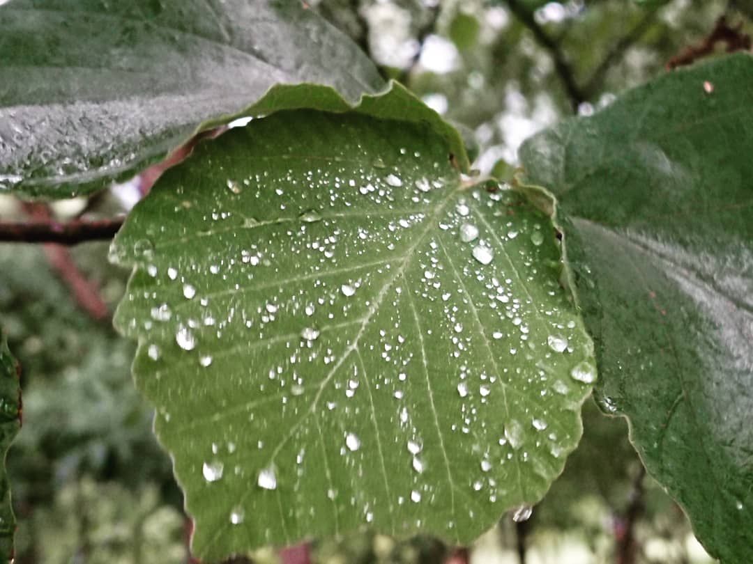 雨上がり風にゆれる葉っぱ