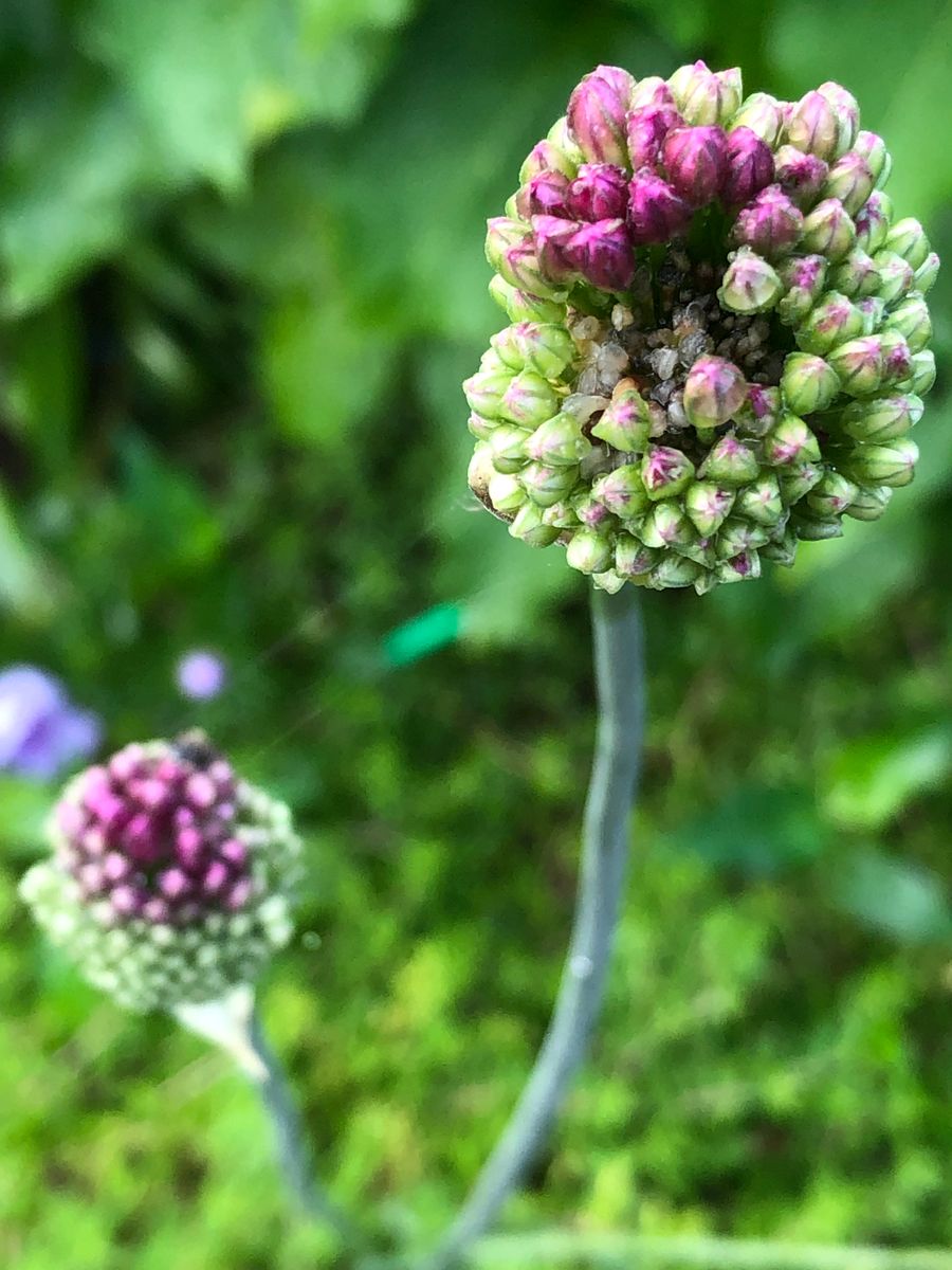 アリウムの写真 by 菊紫榮 無事に残った「アリュウム 丹頂」