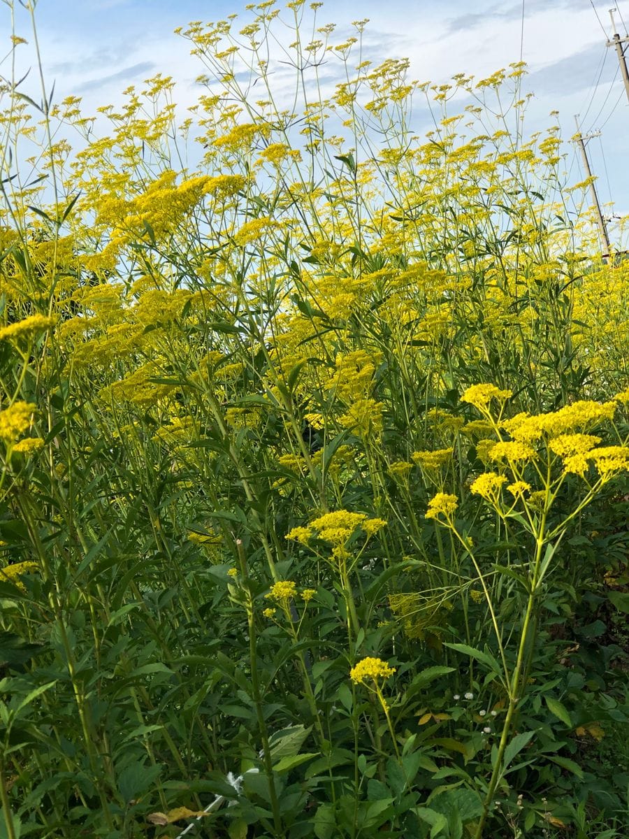 きいろの花々 今日、「おみなえし」のお花畑に出会いました。