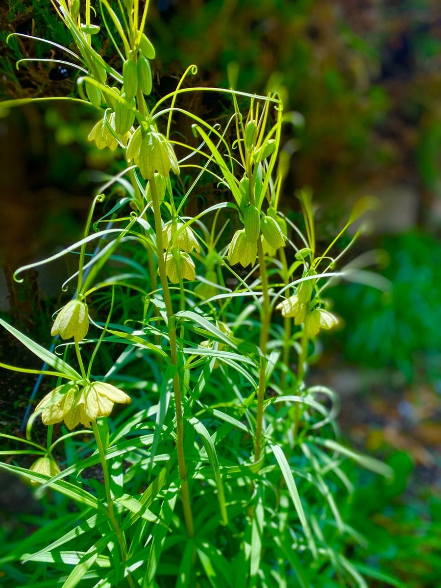 バイモユリ。 庭のあちこちに、100本くらい、花茎が立っている。