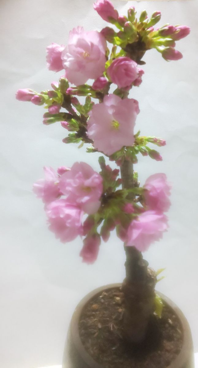 一才桜：旭山  昨日２４日に、開花しました。😊 帰ったら２輪咲いてたのですが、😓 あれ