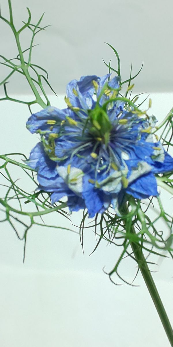 ニゲラ：ブルー品種不明です😅 花言葉：夢で逢いましょう 誕生花：5月8日 なのだとか？