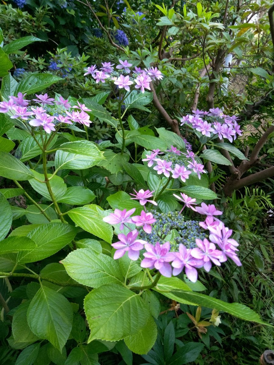 よく咲いてくれました。まるで花火を上からみてるようです。