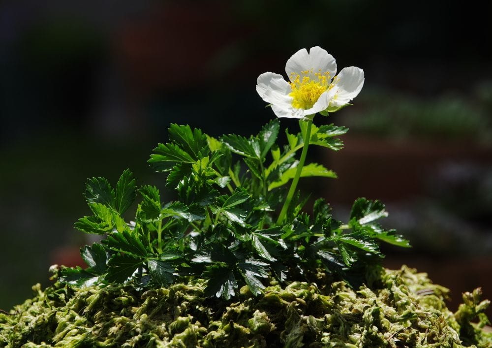 2021年5月25日 最初の蕾が開花しました。