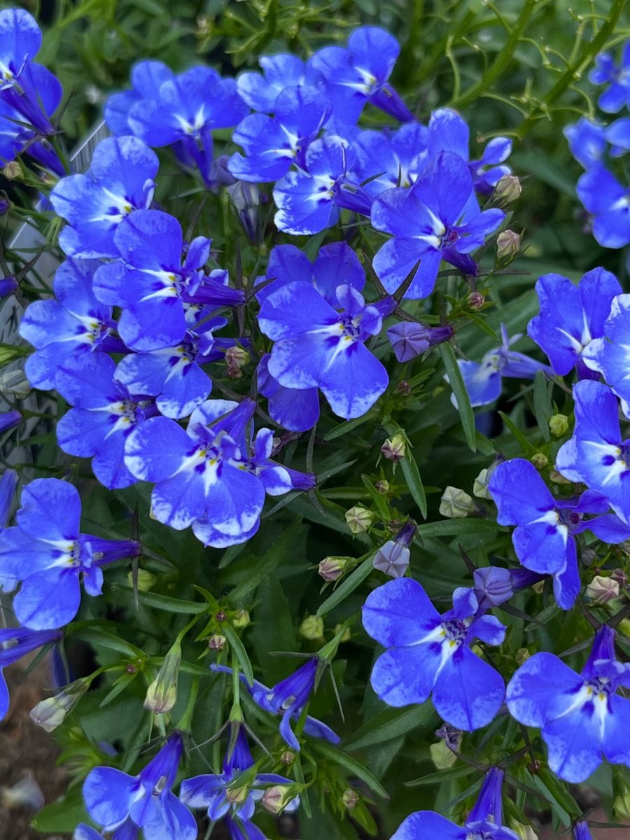 ロベリア🌼 濃いブルーのお花がとっても気に入りました🎶